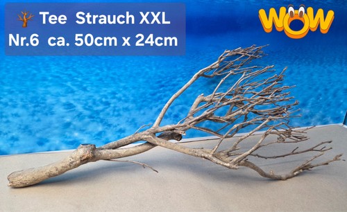 Xxl tee strauch - 🪴, aquarium
