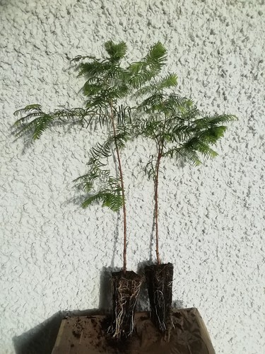 Stück metasequoia - 4,