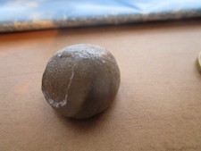 kleiner versteinerter Seeigel