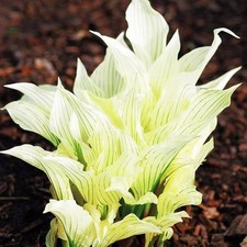 Hosta Funkie Viele Arten und Farben zur Auswahl Knollen Wurzeln Mehrjährige Wint