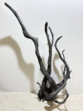 Schwarze Moorwurzel XL