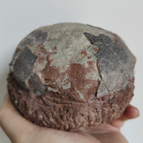 Dinosaurierei fossil - dinosaurierei,