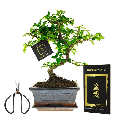 Bonsai baum form inklusive - bonsai,