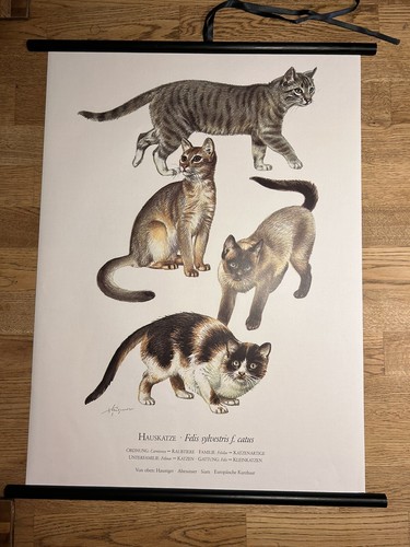 Hauskatzen katze rollkarte - katze,