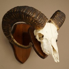 Mufflon (Ovis gmelini musimon)