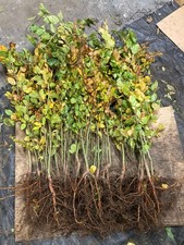 Rotbuchen (Fagus sylvatica)