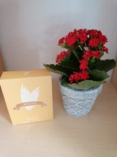 Angel Eau De Parfum Natural Spray 50ml