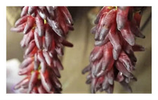 15x Spitz Finger Trauben Zwerg Dattel Obst Garten Pflanzen - Samen A208