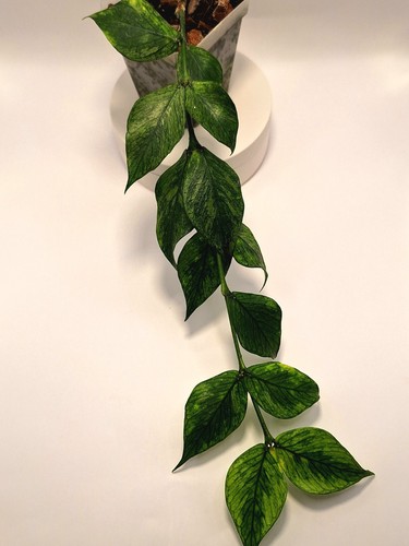 Hoya polyneura broget - polyneura,