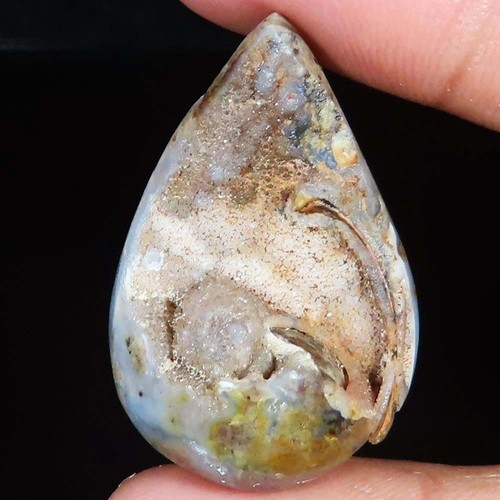 Natürlich fossil schnecke - natürlich,