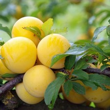 Pflaumenbaum Reklode Ulena - Winterharte Obstbaum Pflanze 80/140 cm Pflaume