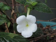 Achimenes longiflora