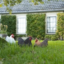 Esschert Deko Huhn Hühner Garten Figur Henne Frost+ UV fest  3 Modelle 37000155