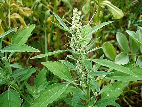 Chenopodium album 100 samen - 100,