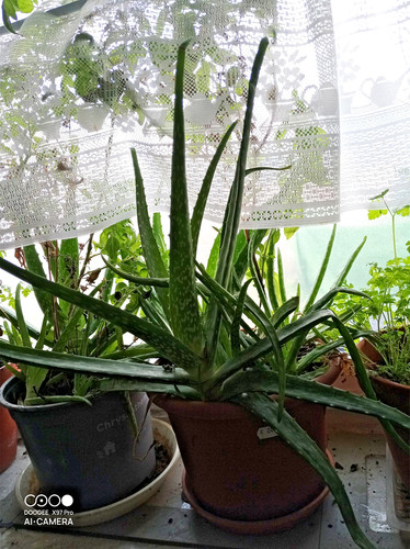 Aloe vera ableger ca - aloe, –