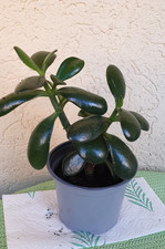 Pfennigbaum- Geldbaum -Jungpflanze 3 Monat  Crassula ovata