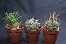 Euphorbia bupleurifolia