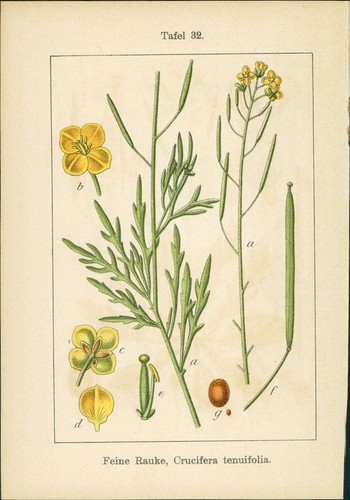Lithographie feine rauke - feine,