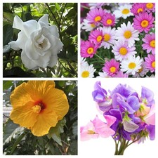 Samenset Sparpaket Gardenia/Duftwicke/Margeriten/Hibiscus moscheutos (2)