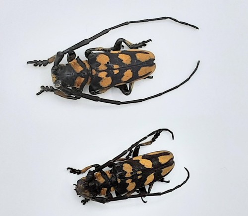 Cerambycidae eutaenia - cerambycidae,,