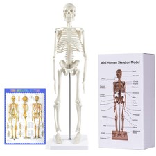 Anatomisches Mini Skelett