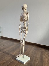 Anatomie Skelett Modell –