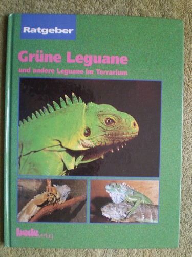 Grüne leguane und andere - leguane,