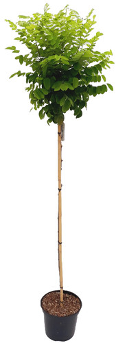 Robinie robinia - robinie,,