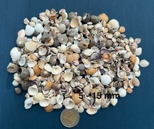 100x Mini Muscheln & Schnecken – Muschel Mix – Streumuscheln, 5-15 mm
