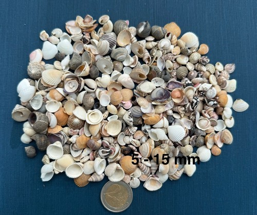 Mini muscheln schnecken - schnecken, 100