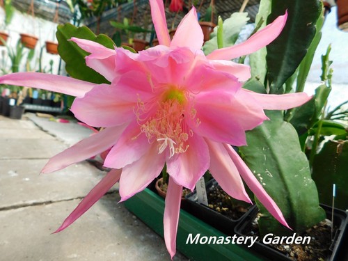 Epicactus monastery garden - epicactus,
