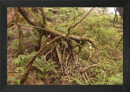 Rio sabana surviving tree - sabana,