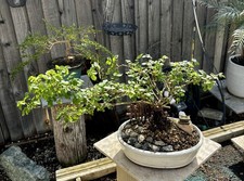 FLOWERING ROSE BONSAI TREE IN
