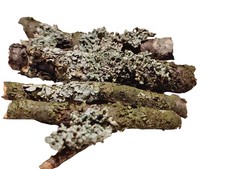 Blasen Flechte / Lichen 25er