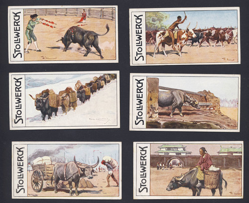 Stollwerck 1910 büffel - stollwerck,