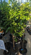 Veredelte Orangen Bäume 