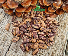 Mittelmeer Pinie Samen, Pinus Pinea, auch zur Gestaltung als Bonsai