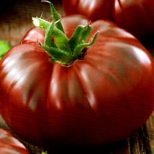 Tomatensamen BLACK KRIM Fleischtomaten russische alte Sorten samenfest Nr.16