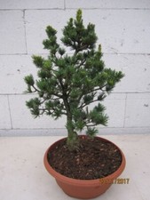 Pinus parviflora Gyokkasen -