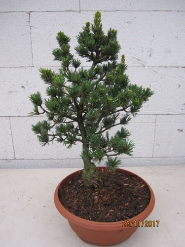 Pinus parviflora gyokkasen - pinus,