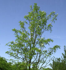 Palmwedel-Eberesche Chinese Lace 125-150cm - Sorbus aucuparia