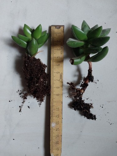Crassula - , (capitella?)