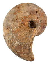 Dogger  Cenoceras (Metacenoceras) moutierense  Nautilus  Bretteville  25-12