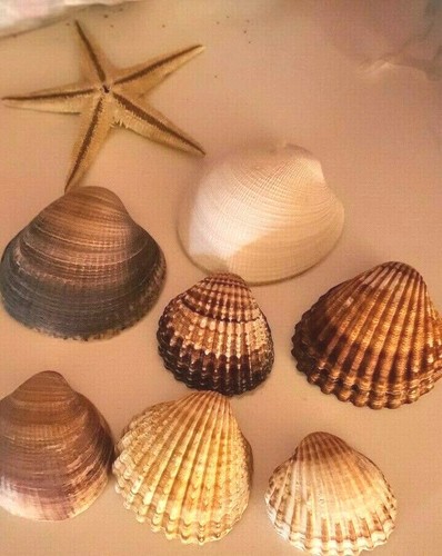 Muschelsammlung