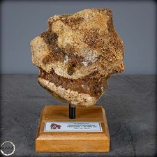 Natürlicher Mammut Knochen