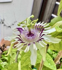 Passiflora collinvauxii samen - passiflora,