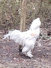 Gemischte Brahma Eier (keine