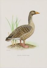 Graugans (Anser anser) Wildgans  Farbdruck 1958 Ornithologie