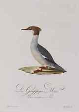 Gänsesäger, Johann Conrad