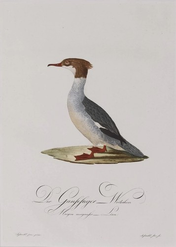 Gänsesäger johann conrad - gänsesäger,,